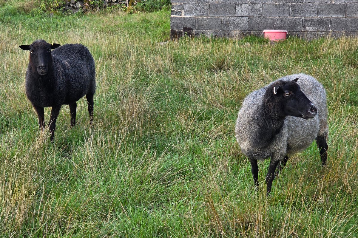 WPSSanctuary's tweet photo. Kohl is on the mend hopefully 🙏 
It looks like the swollen throat was due to a sting. Thankfully she is back eating soft food and the swelling is gradually subsiding. It's been a worrying few days.
Kohl says thank you for all the good wishes for her healing ❤️🐑 https://t.co/Cr3zd36IxL