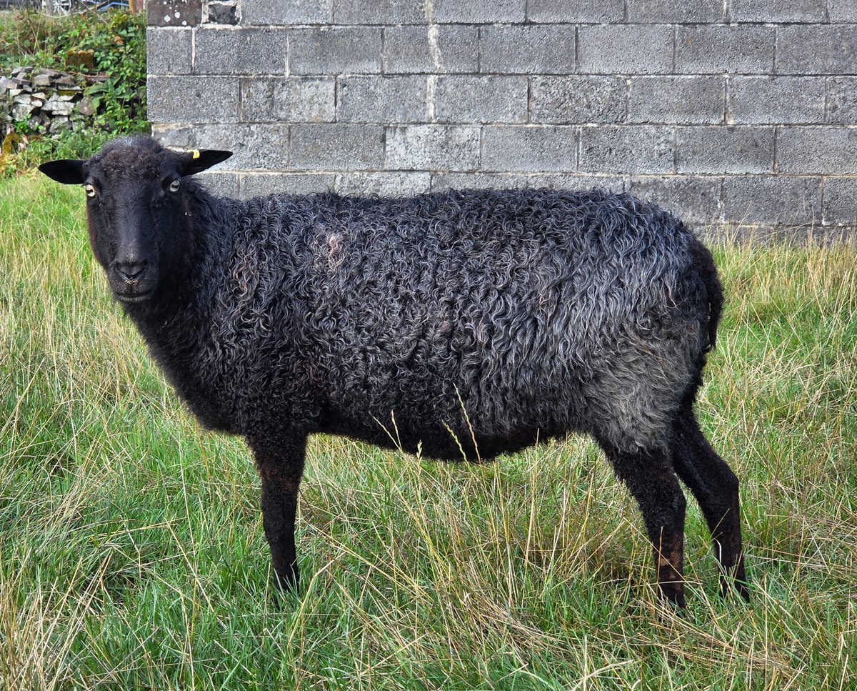 WPSSanctuary's tweet photo. Kohl is on the mend hopefully 🙏 
It looks like the swollen throat was due to a sting. Thankfully she is back eating soft food and the swelling is gradually subsiding. It's been a worrying few days.
Kohl says thank you for all the good wishes for her healing ❤️🐑 https://t.co/Cr3zd36IxL