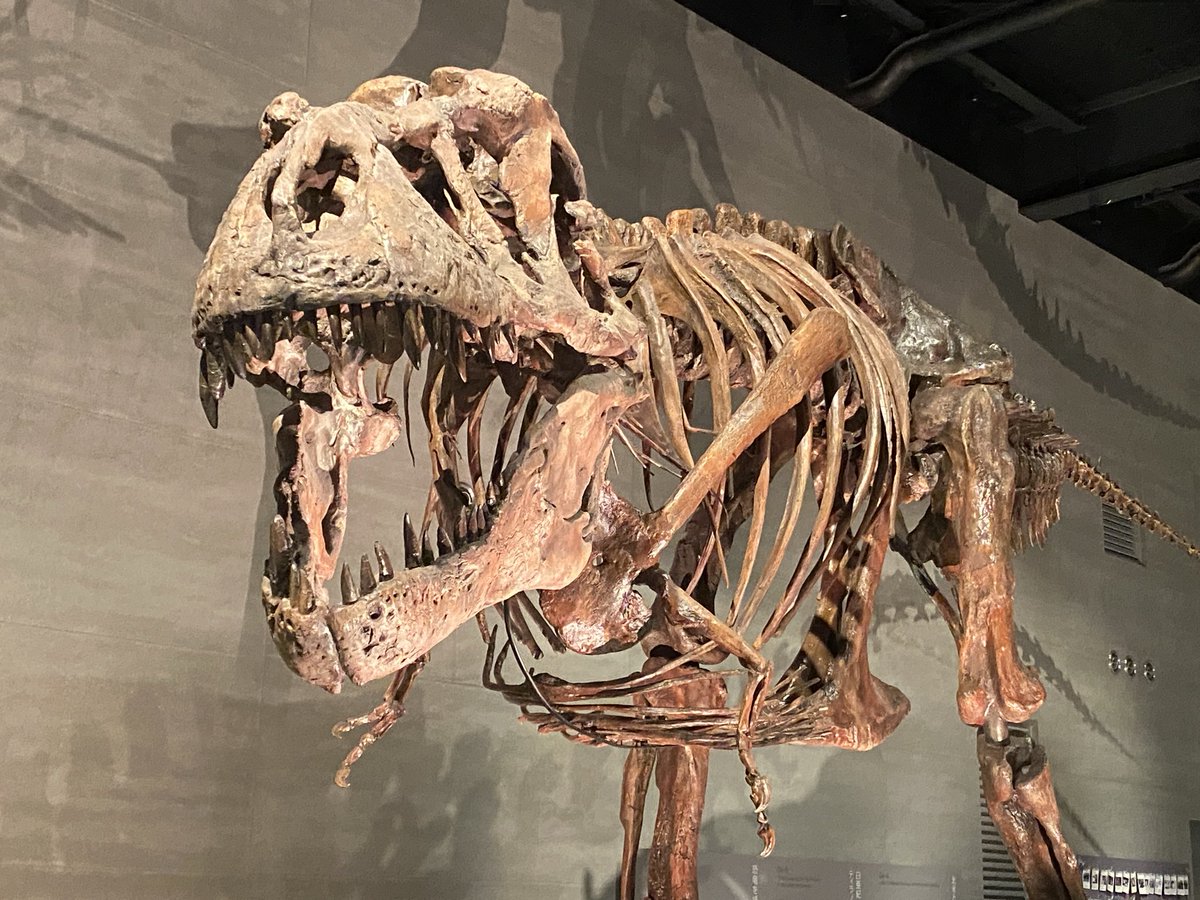 NUMACOMMU_GAMES's tweet photo. 今日は穂別の恐竜博物館でカムイサウルスと久しぶりのご対面。

狭い館内ですが見せ方がカッコいい！
1フロアだけなら東博と引けを取らないのではないのでしょうか？

恐竜飛び出し注意の看板も洒落が効いていて面白いです。

 #むかわ町穂別恐竜博物館 https://t.co/fc7EQERZrU