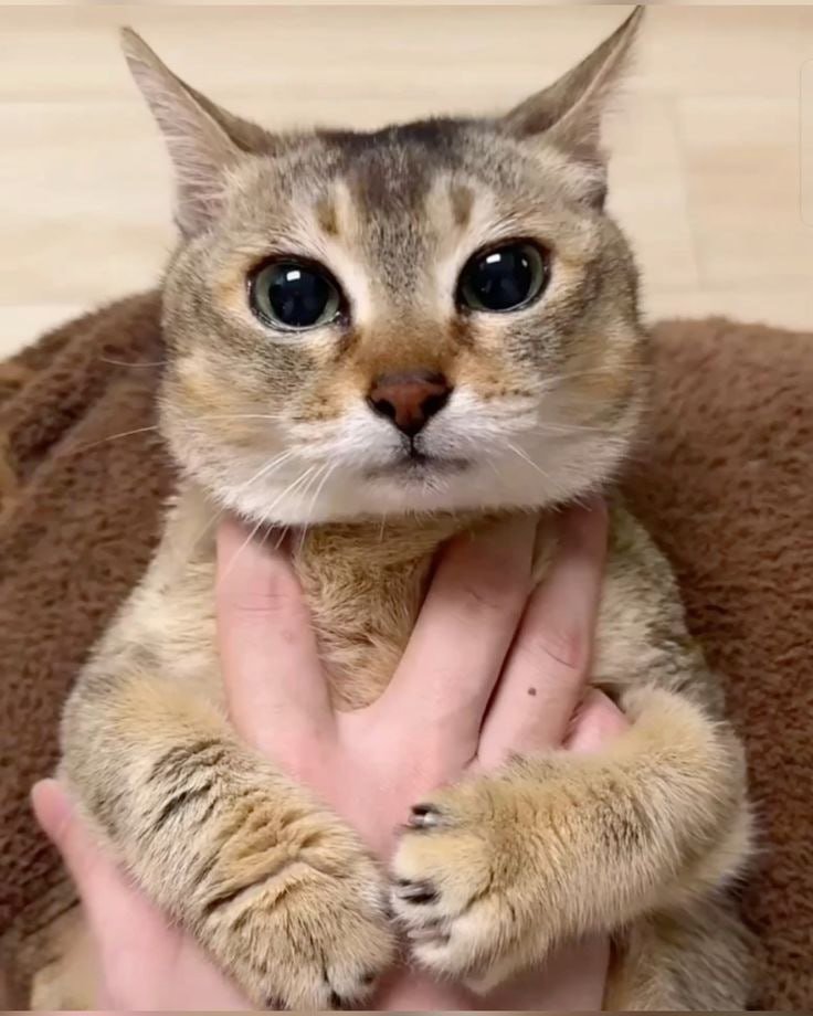 JaneWhiten5br's tweet photo. @meimei__sol Cute cat ever https://t.co/HUKiJARnVF