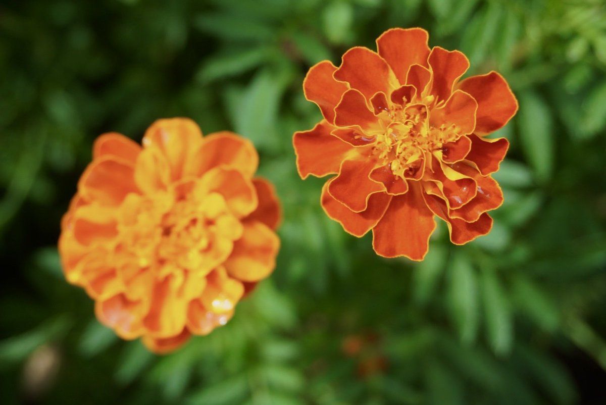 Lotus202012's tweet photo. こんにちは♪

お庭のマリーゴールド🌼
花言葉は*｡ﾟꕤ*｡ﾟ
「健康」
「勇者」
「変わらぬ愛」
#TLを花でいっぱいにしよう
#写真好きな人と繋がりたい https://t.co/ti0AMyKisx