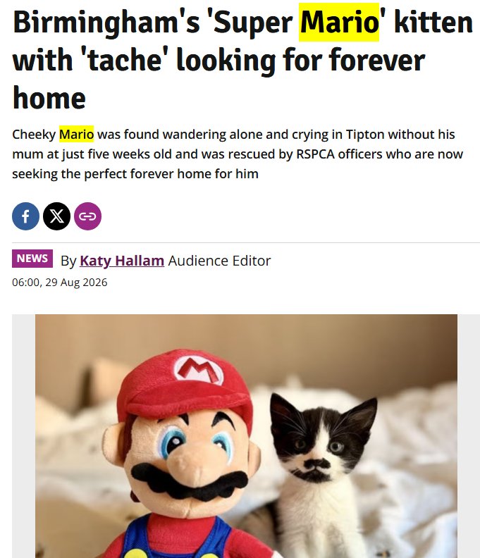 prottlegang11's tweet photo. THE UK JUST GOT THEIR OWN IRL SUPER MARIO KITTEN. GAMESTOP DEFO INTERACTS
 
This kitten called "Mario" is going viral as the "real life Super Mario" - he has an actual moustache marking on his face and all. 
 
He got separated from his mum at just 5 WEEKS OLD and was found crying alone on the streets. 
 
Theres a whole appeal for gamers + streamers to find him his forever home - they're even running a gaming stream event rn. 
 
Every gaming page is going to meme this cat. LITERALLY EASIEST GAMESTOP FRONTRUN
 
Mario is genuinely becoming a star. Watch this explode and all the big outlets (Dexerto etc.) pick this up.
 
Article: 
https://t.co/YeucZiXbL5