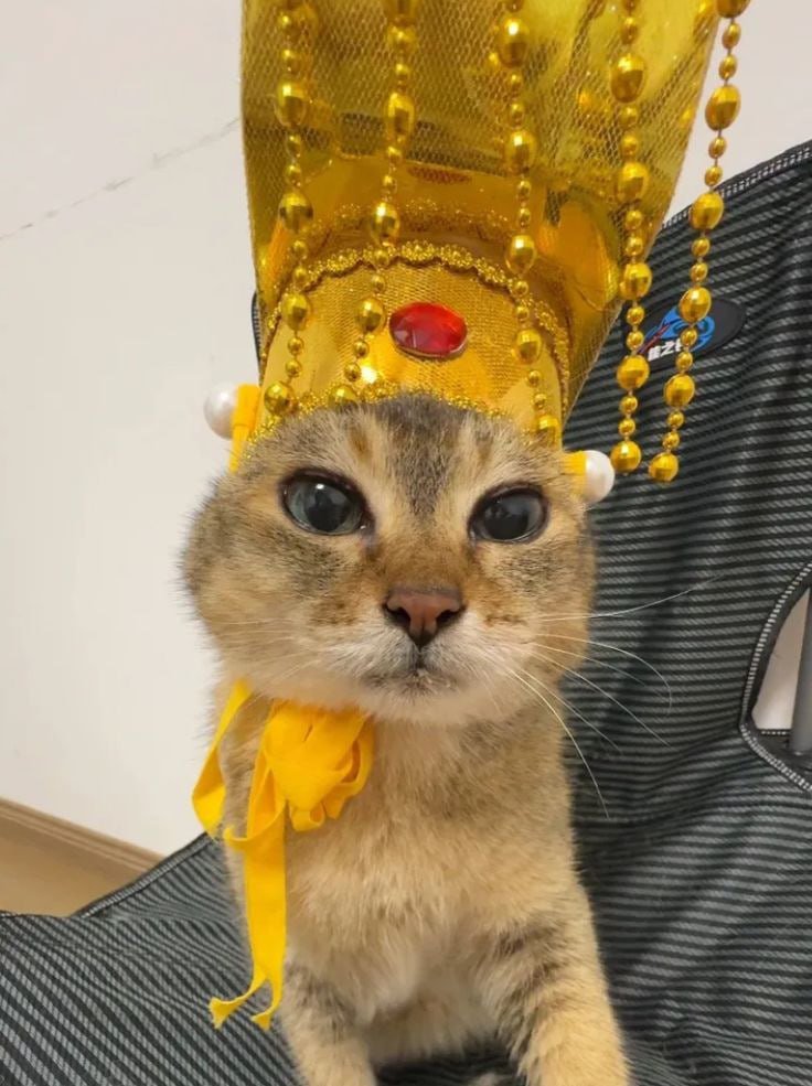 JaneWhiten5br's tweet photo. @Lvnten Cats run the internet and $MEIMEI run the timeline. https://t.co/q8ARWdDsX2