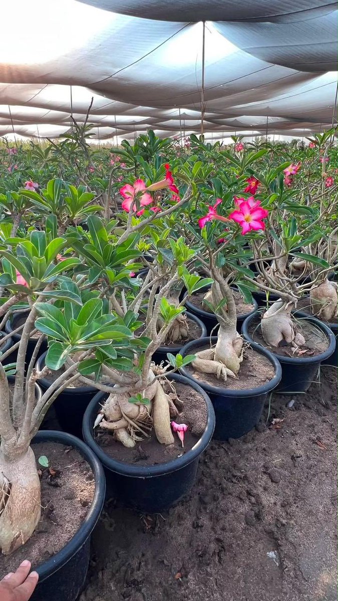 zbrg66's tweet photo. 🌵🇸🇦جاري شحنها للسعودية 🇸🇦🌵

ولاني استفيد جداً من نصائحكم واختياراتكم

حبيت اسالكم وش تبون نوفر من اشجار 
ومن نباتات داخلية او منتجات تكون بالمشاتل https://t.co/Rfyq01MfgU