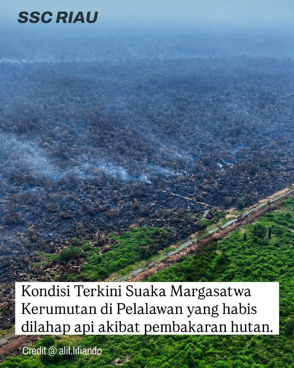 indepenSumatera's tweet photo. RIP SUAKA MARGASATWA KERUMUTAN! 

Rumah Harimau Sumatera Lenyap Jadi Arang! 

Mencekam dan membagikan kebiasaan lama yang tak pernah usai: Suaka Margasatwa Kerumutan di Riau salah satu benteng pertahanan terakhir ekosistem alam dan habitat Harimau Sumatera kini luluh lantak dibakar oleh pihak-pihak tidak bertanggung jawab! 

Pohon-pohon hijau yang tinggi menjulang berubah jadi hamparan arang hitam. Tak ada lagi naungan bagi satwa langka, semuanya ludes dilahap si jago merah karena keserakahan manusia.

📍 Realita Pahit & Rincian Krusial yang Harus Dibuka ke Publik:

1. Pembunuhan Pelahan Harimau Sumatera & Satwa Endemik
Kerumutan bukan sekadar HUTAN KAYU BIASA, melainkan kawasan konservasi benteng habitat Harimau Sumatera  yang statusnya sudah Sangat Terancam Punah. Saat rumah mereka dibakar, satwa ini terdesak keluar menuju permukiman warga yang ujung-ujungnya berakhir dengan konflik, perburuan, atau kematian.

2. Pola Lama: Bakar, Lenyap, Lalu Jadi Perkebunan Sawit?

Kita semua tahu pola sistematis ini: Hutan lindung/suaka dibakar -> statusnya dianggap rusak/kritis -> lalu tiba-tiba diusulkan alih fungsi jadi kawasan perkebunan kelapa sawit atau konsesi industri. Butuh waktu puluhan hingga ratusan tahun untuk memulihkan ekosistem gambut dan hutan Kerumutan, itu pun JIKA tidak diubah statusnya secara senyap oleh oligarki!

3. Di Mana Ketegangan Penegakan Hukum?
Riau kembali membara, dan yang dikorbankan adalah ruang hidup masyarakat adat, kualitas udara, serta keanekaragaman hayati. Penangkapan eksekutor lapangan saja TIDAK CUKUP jika aktor intelektual dan pemodal di balik pembakaran kawasan konservasi ini tidak diseret ke meja hijau dan dimiskinkan!

Semoga masih ada keajaiban bagi harimau dan satwa-satwa lainnya untuk selamat dan menemukan ruang baru. Namun, sampai kapan kita cuma bisa ngucapin PRAY FOR KERUMUTAN? 

Apakah kasus Kerumutan ini bakal menguap begitu saja seperti karhutla tahun-tahun sebelumnya? Suarakan dan tanyakan keberadaan penegak hukum
