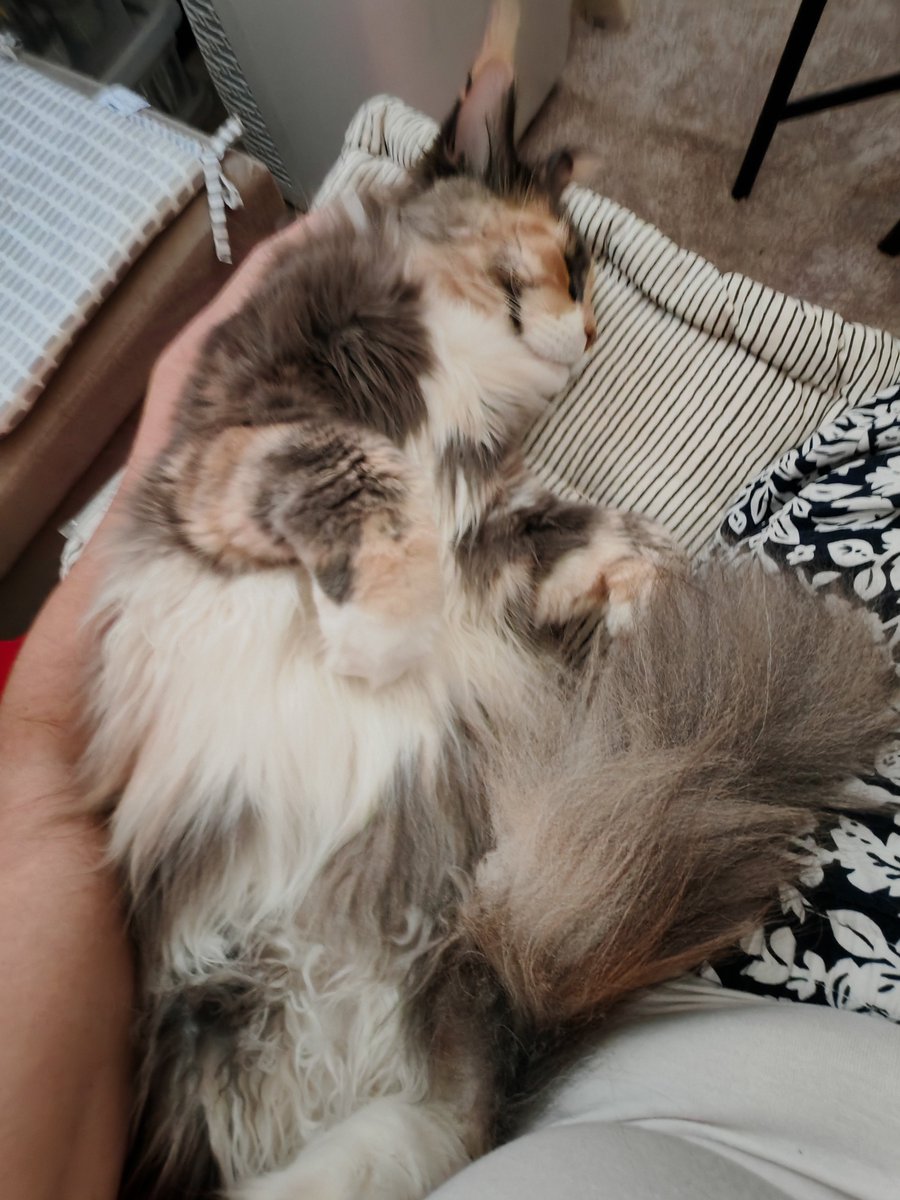 TajciCro's tweet photo. It's time to cuddle🤗🫠 https://t.co/bsX6xC6XEz