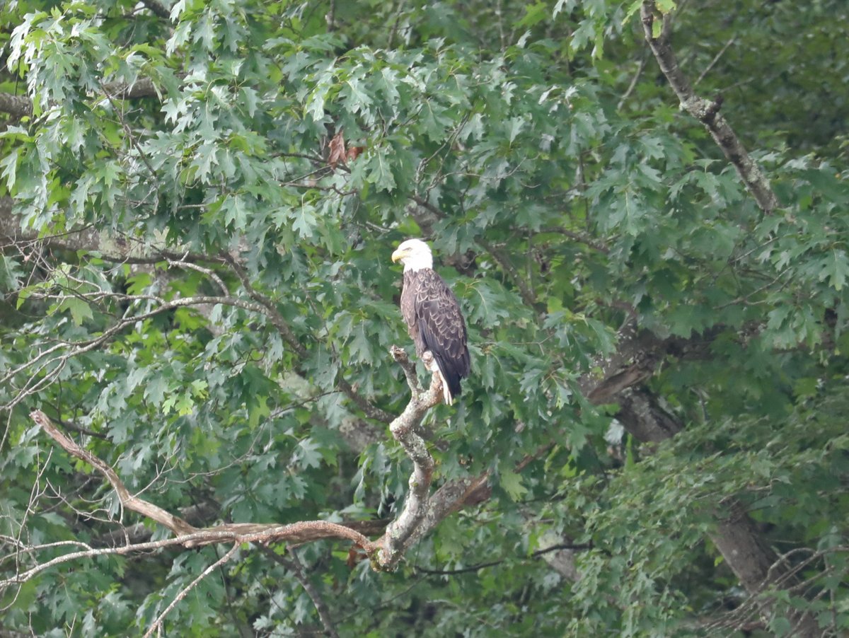 PaleWhaleCanoes's tweet photo. Gauge: 3.21’ Min. Age: 2
We open at 9 AM today & run the following trips all day UNTIL:
12 pm: 10-mile Canoe or Kayak
2 pm: 4-mile 6-person River Raft or Tube
3 pm: 2.5-mile Inner Tube
4 pm: 4-mile Canoe or Kayak
#CookForestStatePark #ClarionRiver https://t.co/9Bv3pytcXF