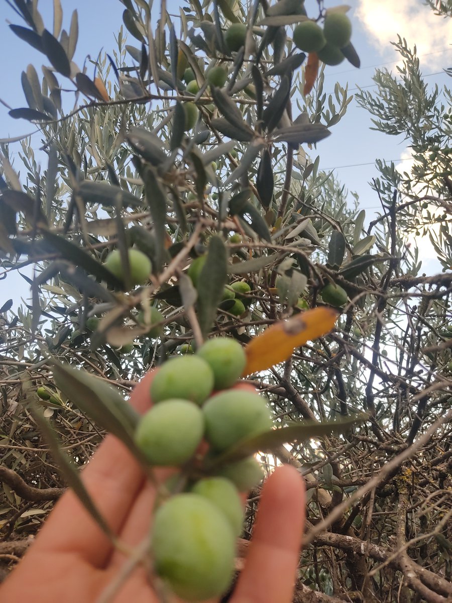 _Elmass_73's tweet photo. Çiçekten meyveye.
Zeytin gelişimi https://t.co/S1OafUBR17