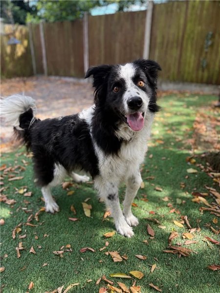 AdoptionsUk's tweet photo. Please retweet to help Chase find a forever home #Staffordshire #UK 🏡  29 August 2026 
Details or apply below  https://t.co/lSuN8mbTEn
Male 9 years. Chase is a 9yr old neutered collie. He came into our care as his owners felt they no longer had the time to give him.  He has lived in a rural area and would possibly benefit from the same again. He is a friendly boy but would be better suited to a quiet home without young children.  Chase is housetrained, is ok being left alone for a few hours, loves to play ball, has lived with a cats and travels well.  
He prefers his own space away from other dogs so would need to be an only dog. He does sometimes lunge at traffic if being walked by a busy road PLEASE READ ALL THE INFORMATION ON HOW DO I ADOPT PAGE BEFORE CONTACTING US - Thank you. YOU WILL NEED TO TRAVEL TO OUR CENTRE WHICH IS BASED IN STAFFORDSHIRE.  
On Twitter/X  @BCTGB 

#dogs #Collies #BorderCollies #adoptdontshop #England