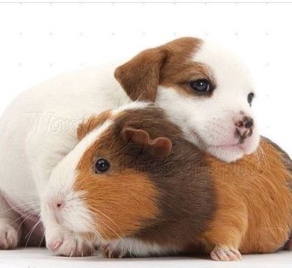 ppangryon's tweet photo. let’s all love jaeppangz 😭💓🐹🐶 https://t.co/MPLZpEAdU0