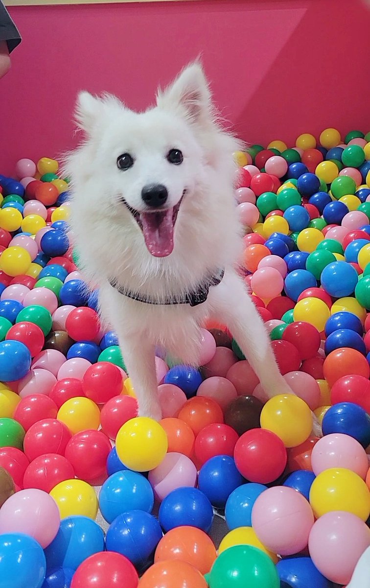 matsumurako's tweet photo. 室内ドッグランで暴れてご満悦の犬 https://t.co/LNGAYS0Eym