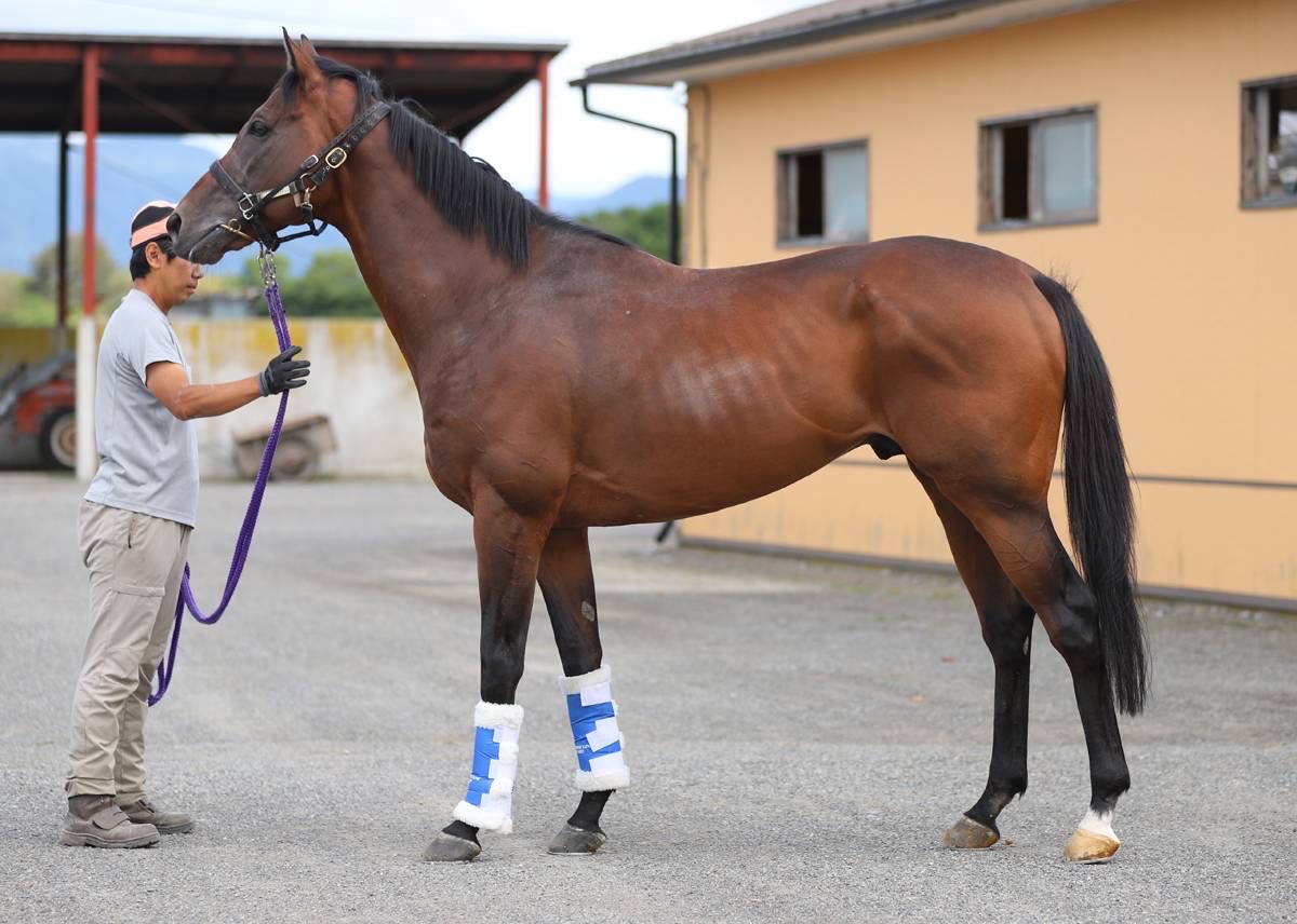 tfc_koushiki's tweet photo. 8月29日朝、ファントムシーフが谷川牧場に到着しました。

たくさんの競馬ファンの皆さまに応援していただいたファントムシーフ。これからは種牡馬としてのお仕事が待っています🐴

ファントムシーフ産駒に会える日が楽しみです。

https://t.co/Jbtg0kfhPP @YouTube https://t.co/5OlhflE1Y8