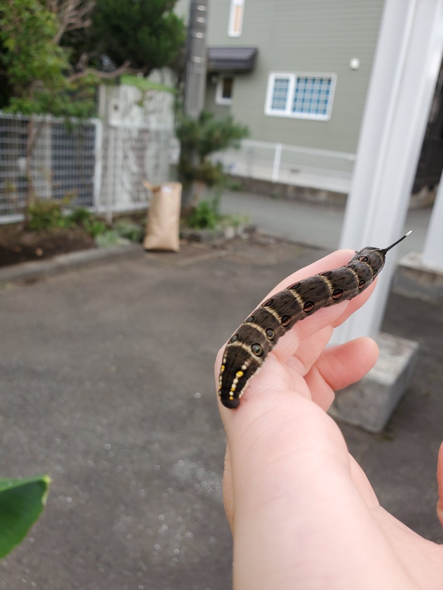 e_r999's tweet photo. セスジスズメの幼虫がいた https://t.co/8jPUzxL77l