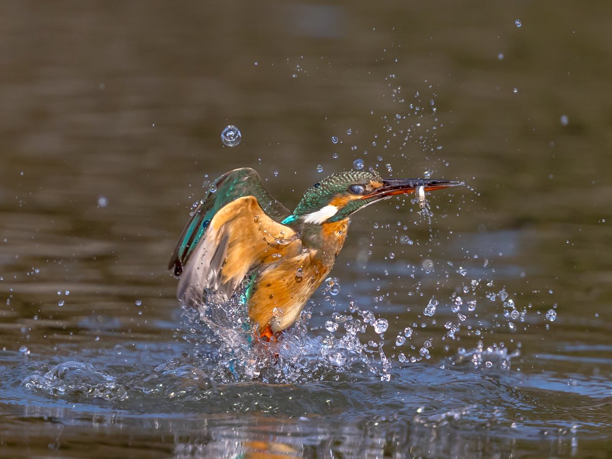 43Mitsugu's tweet photo. 過去pic
飛び出し2枚組
撮影日2026/01/24
カメラ　EOS R6MARKⅢ
レンズ　EF400mm F4 DO IS II USM
　　　　EXTENDER EF1.4×III  560mm
#カワセミ
#Kingfisher https://t.co/pccC0gHL9Z