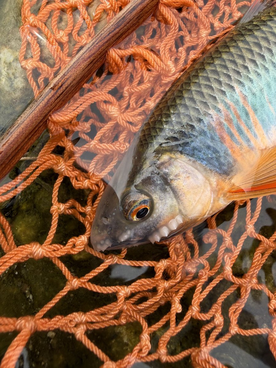 kamesan313's tweet photo. 今日も今日とてオイカワフライ。
繁殖期ど真ん中なのか釣れるのがほとんど婚姻色でした。
久々にフライでバスも

#オイカワフライ
#トップバトラー
#ブルーヘロン https://t.co/6RzCp96vpm