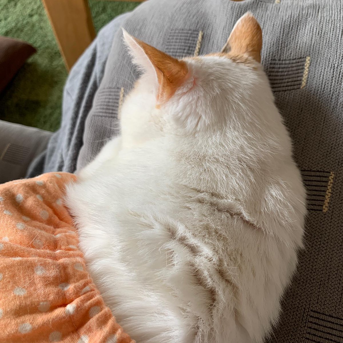 CaroleeSanput's tweet photo. Accepting the gravity of doing absolutely nothing. https://t.co/VnuHTHl6NO