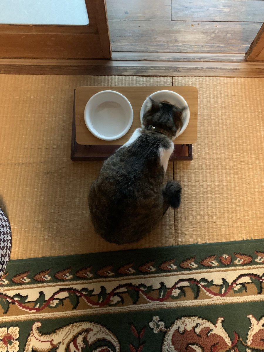 920_kunimaru's tweet photo. 8/29のおはよ☔️九二丸

#土曜日のねこ
#今日は珍しく1日アメっぽいﾆｬ
#肌寒さはｶﾘｶﾘをｶﾞﾂｶﾞﾂにする禁断のトッピング https://t.co/3RtYERjT87