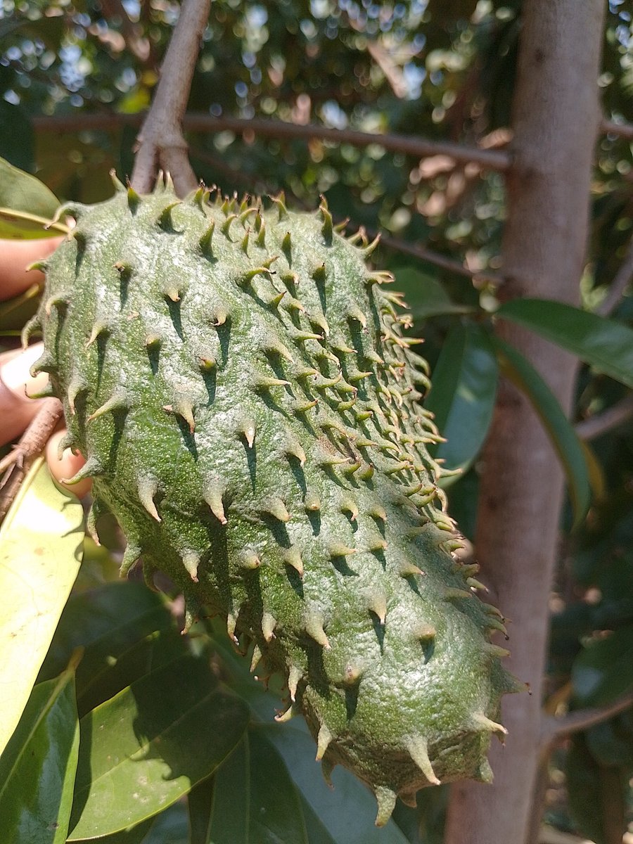 clarabazel254's tweet photo. If you experience persistent sharp pains, body stiffness in the morning or after long hours of sitting or crunching sounds in your joints when moving, this is for you.

Make soursop fruit your friend. https://t.co/n84csARkC8