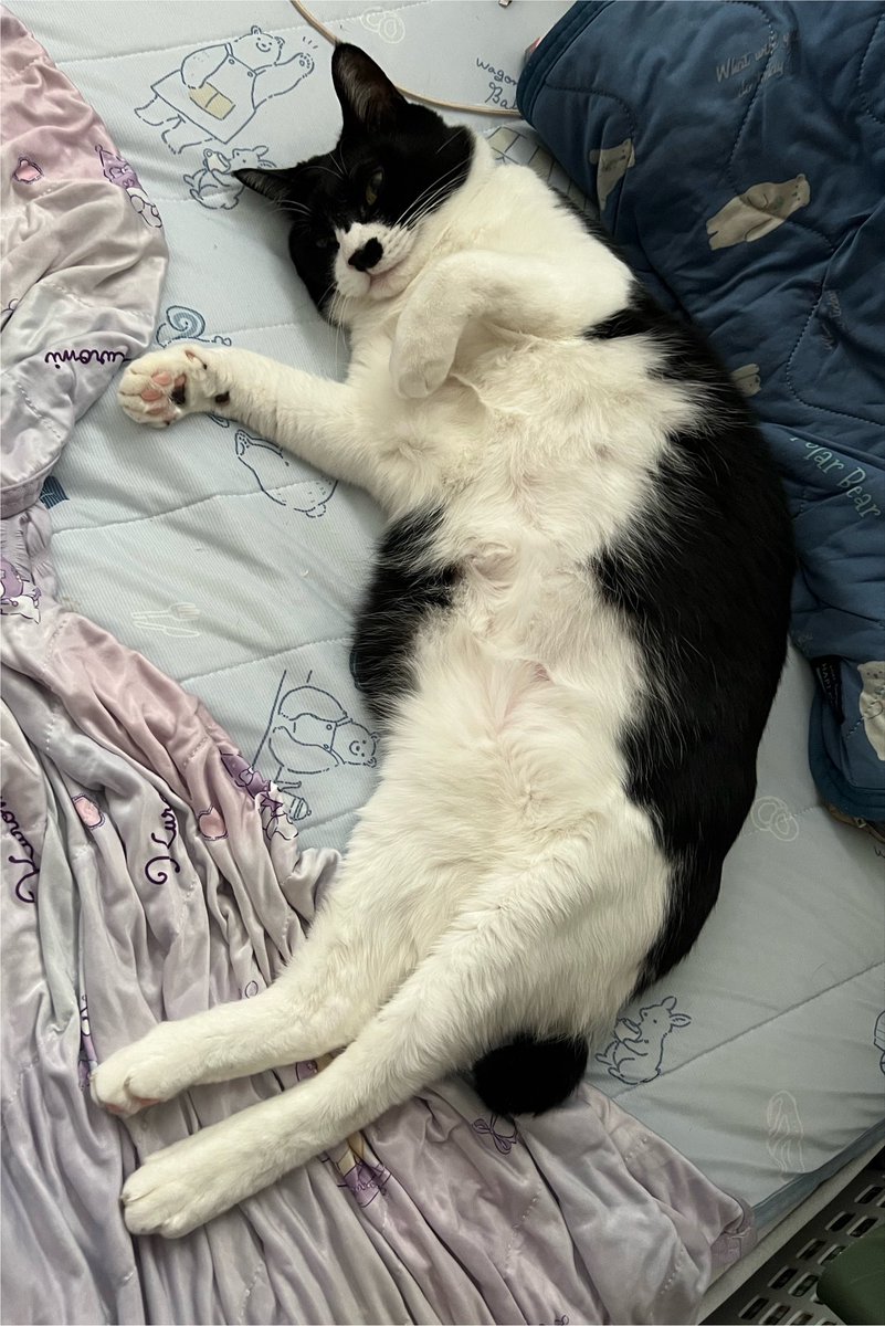 Yuu_mhr's tweet photo. 猫アレルギーだけど、このお腹に顔を埋めるの、やめられないッ！ https://t.co/inLJqjlTQV