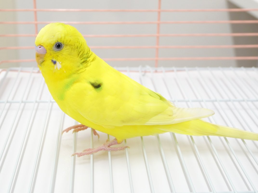 kazuebisawa's tweet photo. 8月8日と9日に茨城県神栖市にてセキセイインコが保護されました。
お心当たりのある方は病院までお電話ください。

https://t.co/LZmfsruLB0

https://t.co/MSjz2sZRLe https://t.co/NTUIc66YFA