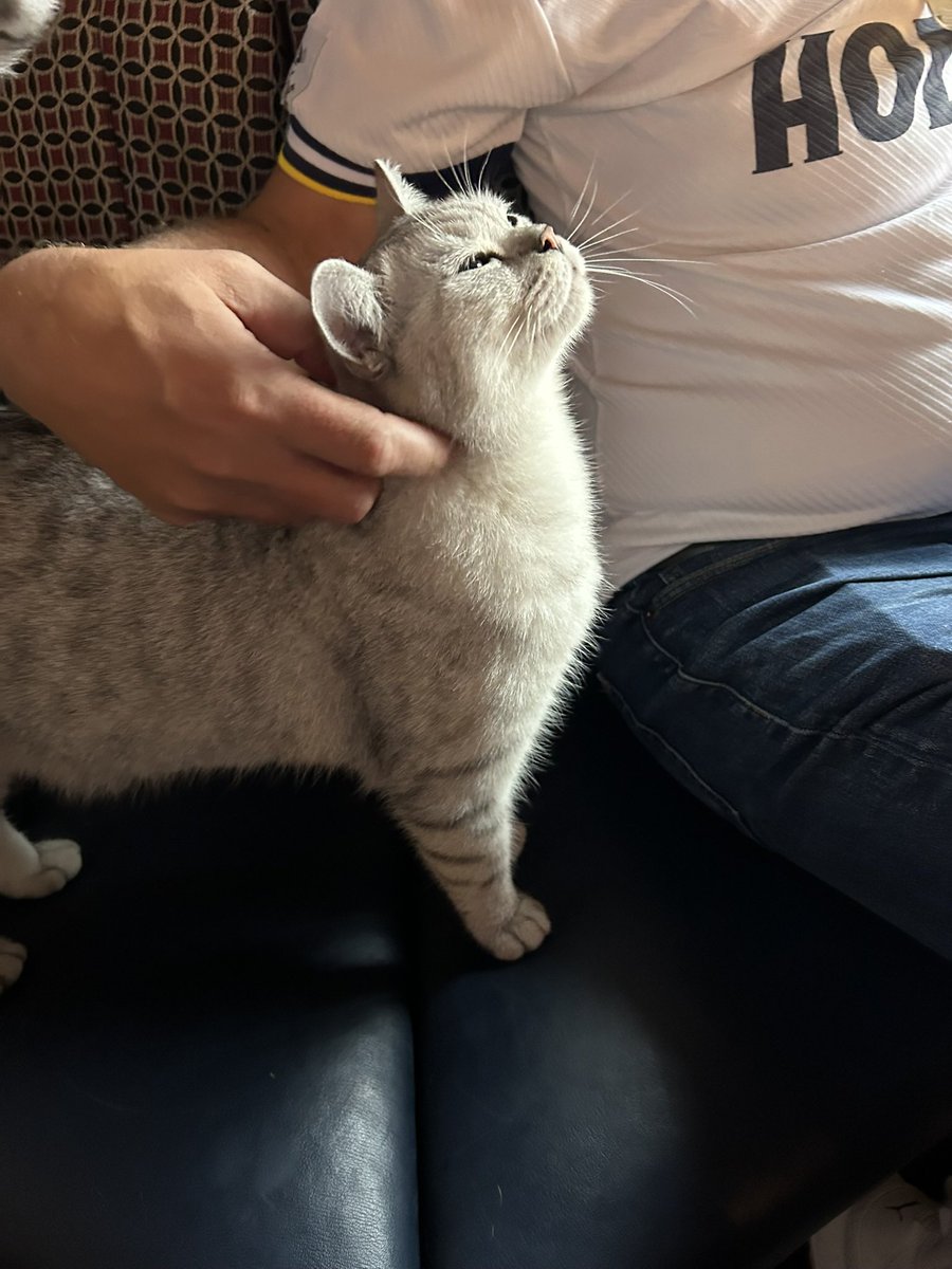 Svucka's tweet photo. Match Day! #COYS #CantSmileWithoutYou #Spurs #Newcastle #PremierLeague #AudereEstFacere #ToDareIsToDo #SpursFamily #UpTheSpurs https://t.co/Ky9pU9TnYP