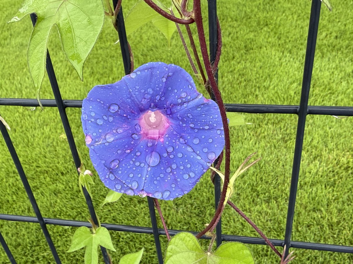 cat_hydrangea14's tweet photo. 雨に濡れたアサガオ
水玉がなんか可愛い💧💧🩵

朝、晴れ間をみて家の裏の草刈りをしたのだけれど雨が降ってきて中断
その後ずっと雨降りでした🌧️
#TLを花でいっぱいにしよう https://t.co/217k6eWZIk