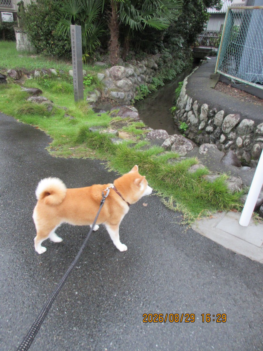 hiro70534949's tweet photo. 柴犬モコ
行くよ、ハローストレージ福生熊川3まで行って来ました。
この時間に、最低気温２0℃でした。
#柴犬 https://t.co/4BQFyXVmzT