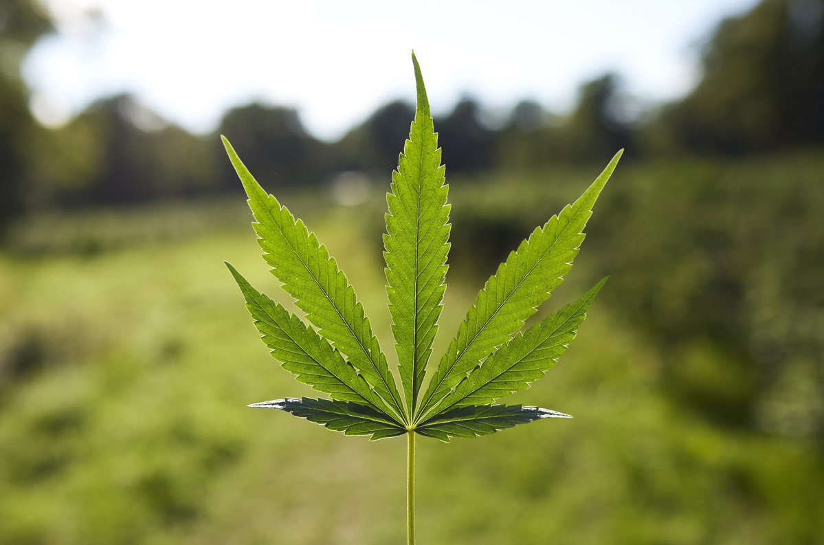 HerbalistChief's tweet photo. The US has officially recognize cannabis as Medicine. Giving millions of patients safe access to treatment. https://t.co/BGgCz6uXex