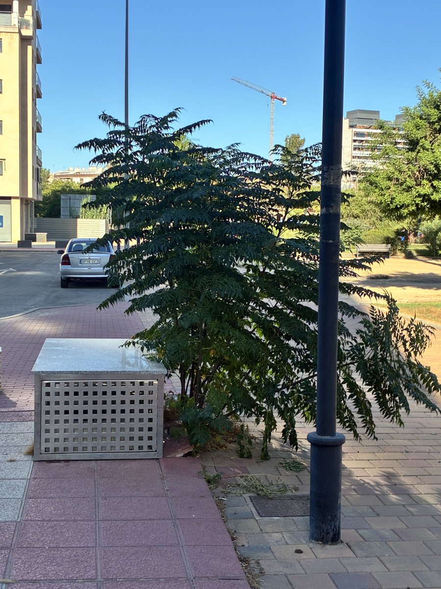 whiteferrer's tweet photo. Buenos días ¿Quien/es o qué entidad deben arrancar este “arbolito” que ha crecido en la C/Futbolista Armando Ortiz? Ha levantado la acera y provoca otros problemas. ¿A nadie se le ha ocurrido quitarlo?AytoMurcia @Rebepl @FJLUDENA https://t.co/di1Phv4Rpz