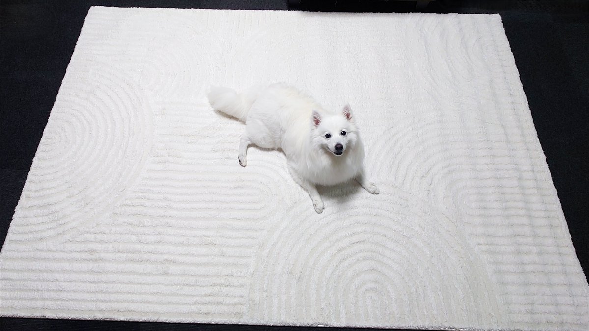 kukuri_shibainu's tweet photo. ニトリのラグ『枯山水』みたいで気に入ってます。 https://t.co/CozzFN8A3l
