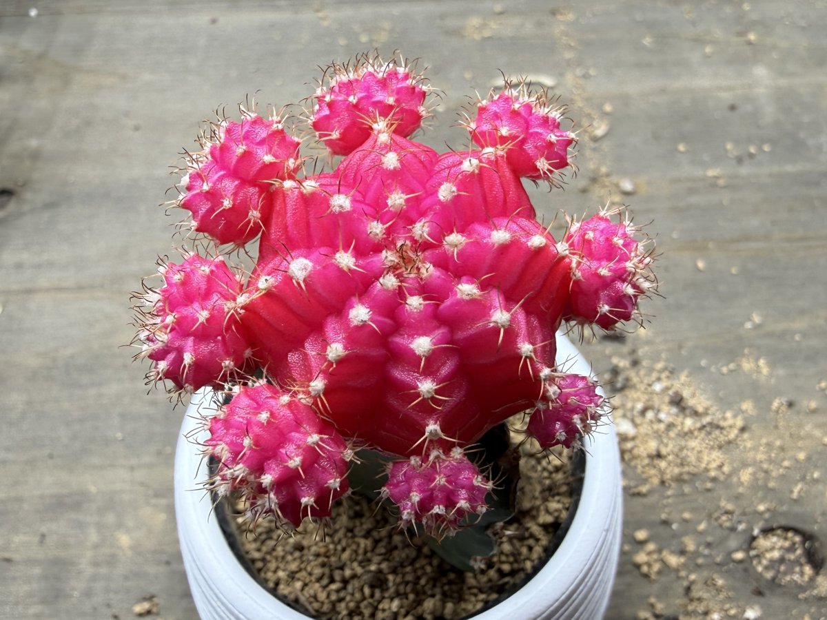 cat_hydrangea14's tweet photo. ヒボタン（緋牡丹）
鮮やかな色に惹きつけられました

鮮やかな色の頭部が特徴的な、日本生まれの球状サボテン（園芸品種）です
自力で光合成をして生きることができないため、
緑色の別のサボテンを台木として 上に接ぎ木をしています
花言葉：「燃える心」「情熱」
#TLを花でいっぱいにしよう https://t.co/FOPveYWReU