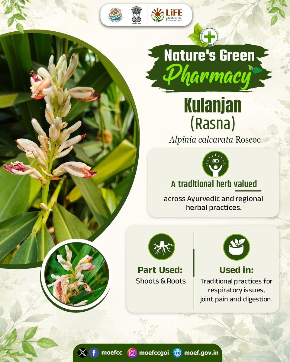 moefcc's tweet photo. India’s traditional herbal systems draw upon an extraordinary diversity of plants.

Botanical Name : Alpinia calcarata Roscoe
Family- Zingiberaceae

Kulanjan, also known as Rasna, is one such plant traditionally used in Ayurvedic and regional herbal medicine for respiratory issues, joint pain and digestive concerns. A glimpse into the knowledge woven into India’s botanical heritage.

#NaturesGreenPharmacy #MedicinalPlants