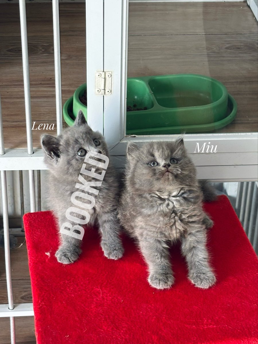mrrypoppins's tweet photo. Hallo guyss
Aku lagi open for keep buat anabulku
Jenis kucing BSH ya 
Ready rehome mid september
Bisa visit ke rumah
Mahar sangat terjangkau ☺️ https://t.co/cdLUijxl2J