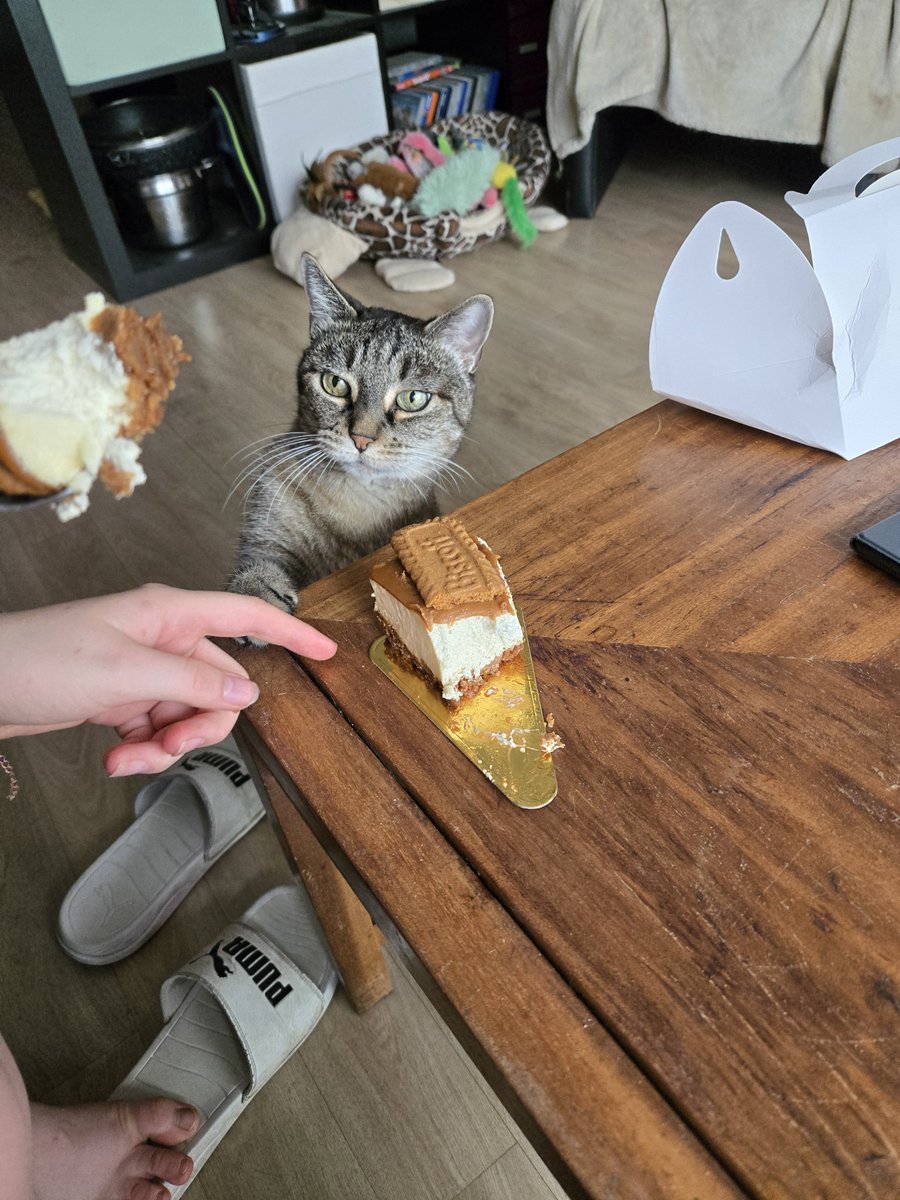 lynx_grizzly's tweet photo. Ya papou kila choté un gâteau à la môme pis ko jé pas l’droit aux tibou à cose ko askiparé cé pas bon pour mwa.😾 https://t.co/1Ojiv6HLBP