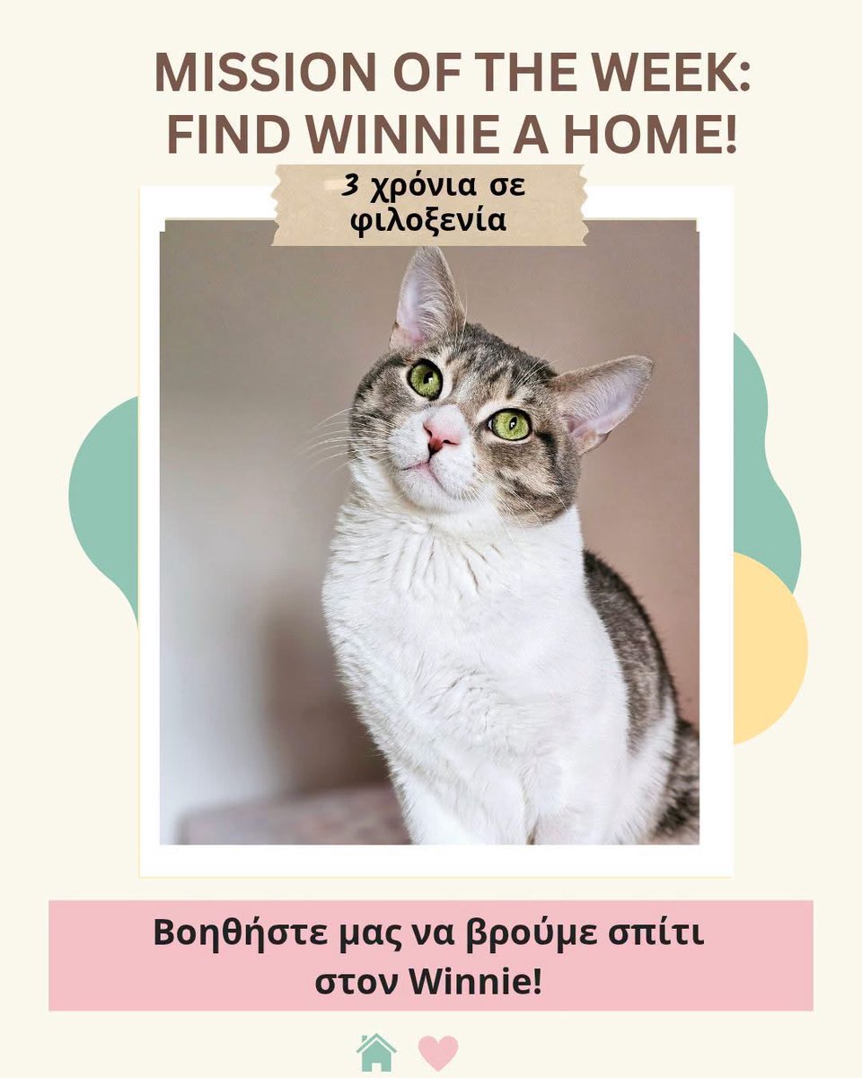 CatRescueAthens's tweet photo. 🎯 Αποστολή της εβδομάδας: Σπίτι για τον Winnie! 🏡

#winnie_cra #cra_cr1178

Ο Winnie περιμένει 3 ολόκληρα χρόνια. ❤️ Είναι απίστευτα τρυφερός, χαδιάρης και λατρεύει τους ανθρώπους, αλλά χρειάζεται να είναι η μοναδική γάτα του σπιτιού.

Ας βρούμε επιτέλους τον άνθρωπό του! 🐾 https://t.co/GvyEfm5lNo