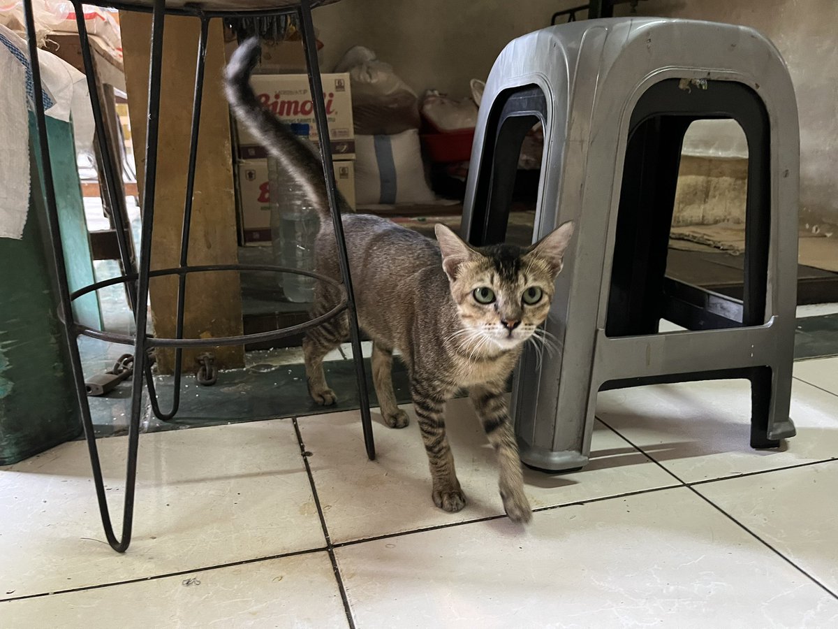 evo_duke's tweet photo. 世界ネコ歩き。飼い主？のおばさまがフレンドリーに話しかけてくれるけど、何言ってるかわからない。ネコカワイイと現地語で返してたら、パウチを渡されてご飯をあげるなどした。 https://t.co/uwEfLQxEBl