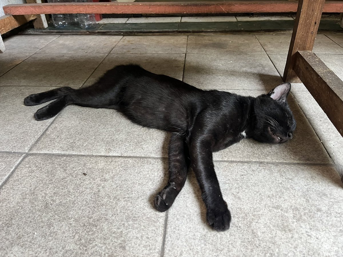 evo_duke's tweet photo. 世界ネコ歩き。飼い主？のおばさまがフレンドリーに話しかけてくれるけど、何言ってるかわからない。ネコカワイイと現地語で返してたら、パウチを渡されてご飯をあげるなどした。 https://t.co/uwEfLQxEBl