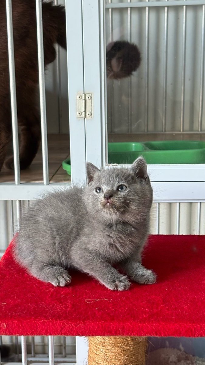 mrrypoppins's tweet photo. @jjyubnnuy Halo kak, aku lagi open for keep
Ready rehome mid september ya
Jenis kucing BSH
Bisa visit ke rumah
Mahar sangat terjangkau https://t.co/lDSSuKlMRv