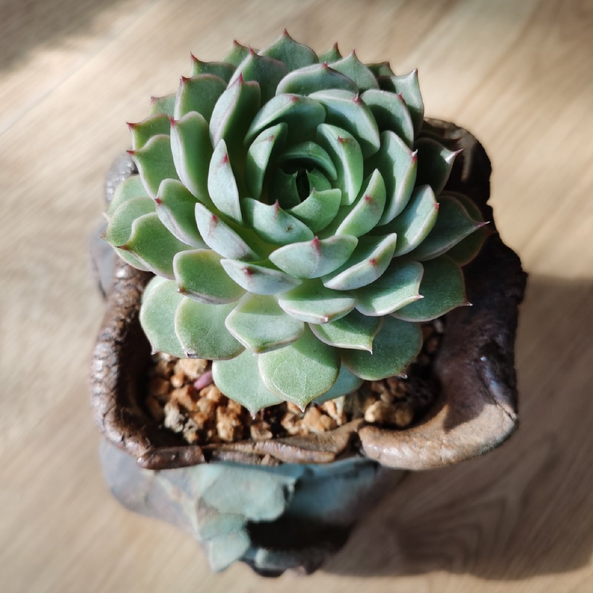 ashok2633's tweet photo. Turned my old glass jar into a cute plant pot with a bit of paint and twine—zero waste, big joy! https://t.co/uCrBswGXsP
