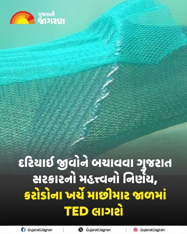 gujaratijagran's tweet photo. TED એ ઝીંગા પકડવાની ટ્રોલનેટમાં લગાડવામાં આવતું એક એવું વિશિષ્ટ સાધન છે, જે ઝીંગાને જાળીમાં સુરક્ષિત રાખી કાચબા જેવા મોટા દરિયાઈ જીવોને ‘એક્ઝિટ ફ્લેપ’ દ્વારા બહાર નીકળવાનો માર્ગ આપે છે, આનાથી કાચબાના મૃત્યુદરમાં નોંધપાત્ર ઘટાડો થશે.
#Gujarat #GujaratGovernment #TED https://t.co/VyUw54Wsdk