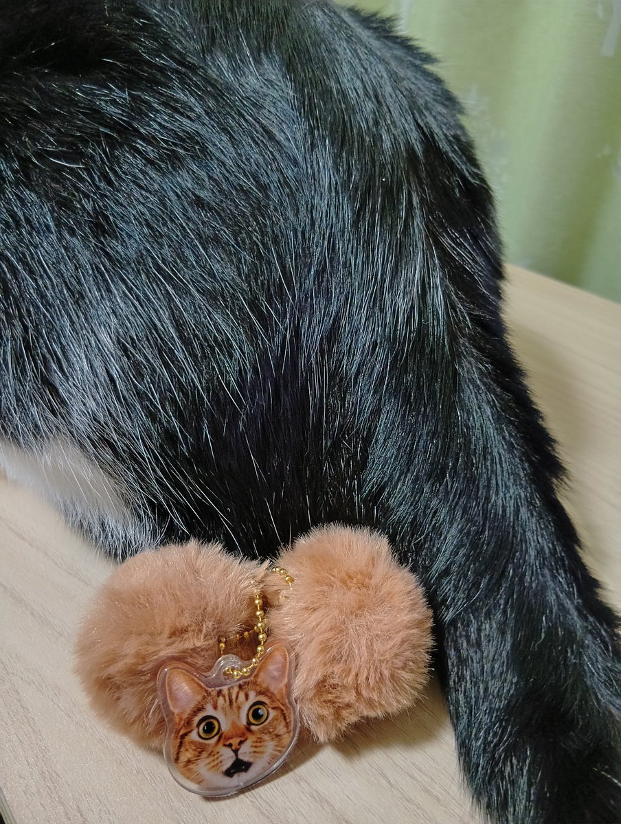 himawari2601's tweet photo. 『にゃんたますこっと』やってみた。

僕のじゃなかった^^;
シロクロが出たら、ピッタリだったかな。 https://t.co/JqQqqd5N2e