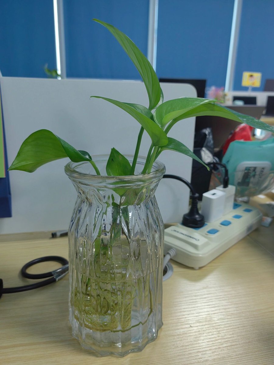 Cata_Chandia_xD's tweet photo. Pro tip: Water your pothos only when the top 2 inches of soil are dry—they’re super drought-tolerant and hate soggy roots! https://t.co/oy9k9Ve4CH