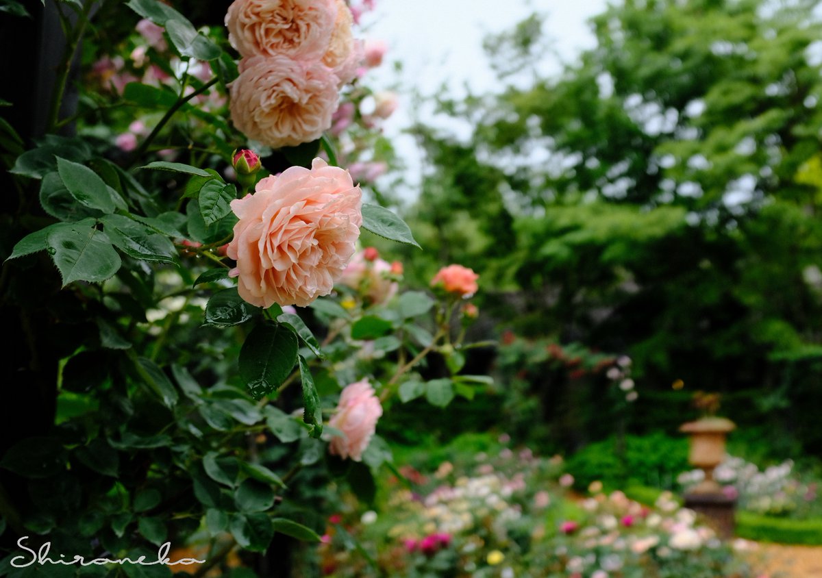 shironekoukky's tweet photo. 軽井沢レイクガーデンで… 薔薇～リアンダー　#ばら #バラ #イングリッシュローズ https://t.co/PYuCoudNWM