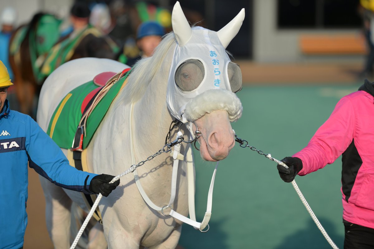yaneueerekinngu's tweet photo. 2024年4月10日
名古屋競馬10R土筆特別

ネット越しでもわかる
キラキラ✨した目

#1日1らき
#Aoraki
#WhiteHorse
#NagoyaRacecourse https://t.co/Vyv0HxJ7zp