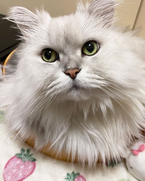 cocomill824's tweet photo. 8月29日焼肉の日
猫と2人でぼーっとアニメ鑑賞

#猫 #cat #猫好きさんと繋がりたい https://t.co/HhUjgrXz18