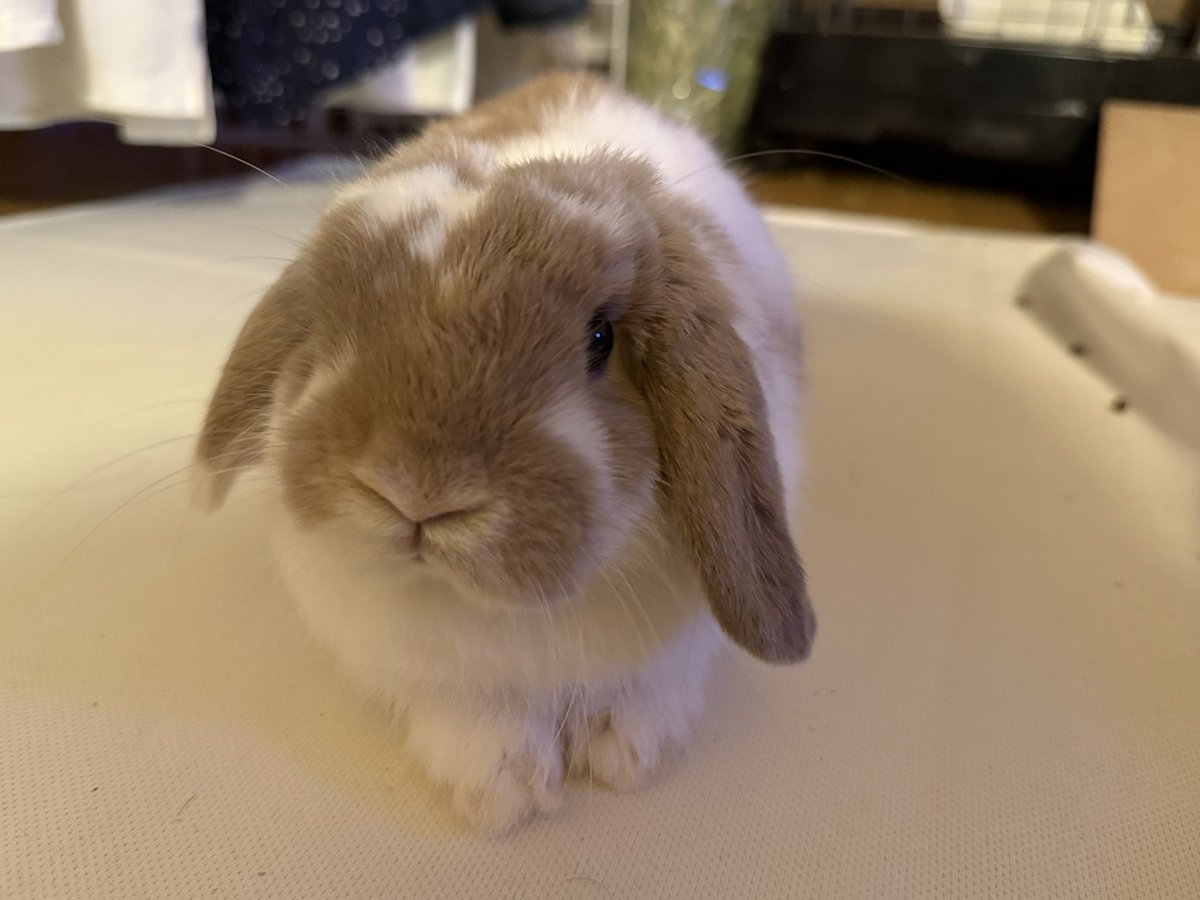 simachan1967's tweet photo. とりあえず、変装させてみた。 https://t.co/OqBxWHOCPy
