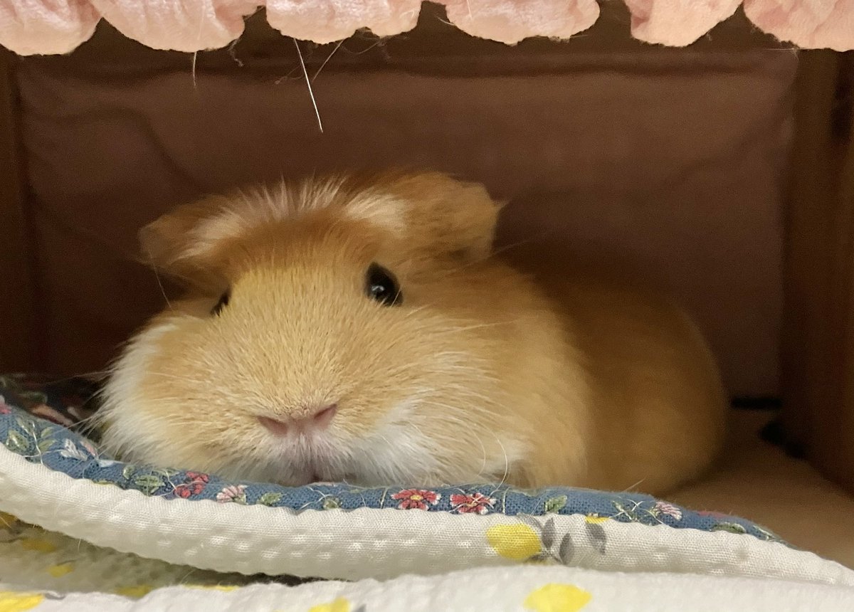 VqabOv8Elc5iNbG's tweet photo. 頰袋のあるモルモット🐿️ https://t.co/o69fufo8BZ