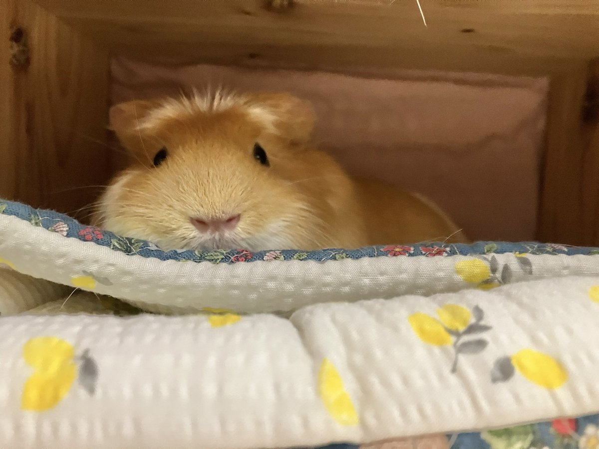 VqabOv8Elc5iNbG's tweet photo. 頰袋のあるモルモット🐿️ https://t.co/o69fufo8BZ