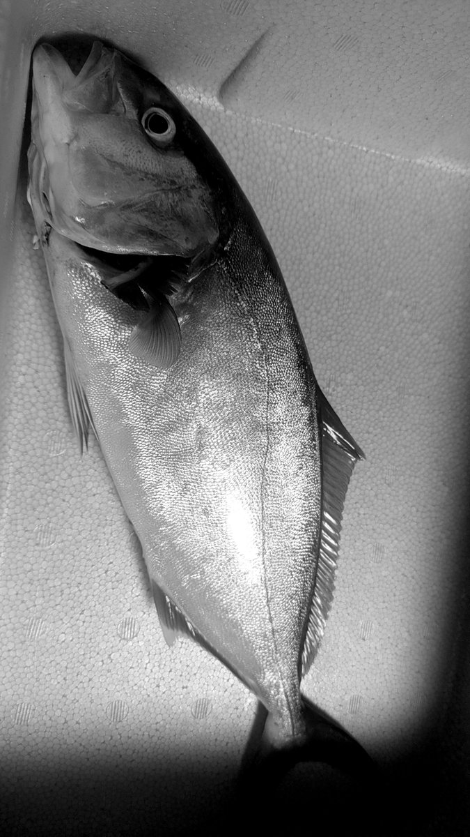 hoshimisay's tweet photo. 魚もらった🦭 https://t.co/pLRChdvmcj
