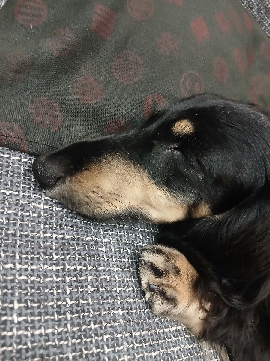 Lemon_Koutya's tweet photo. むほほほほ…うちのイッヌです🐶🐕 https://t.co/YgYbwAQGXC